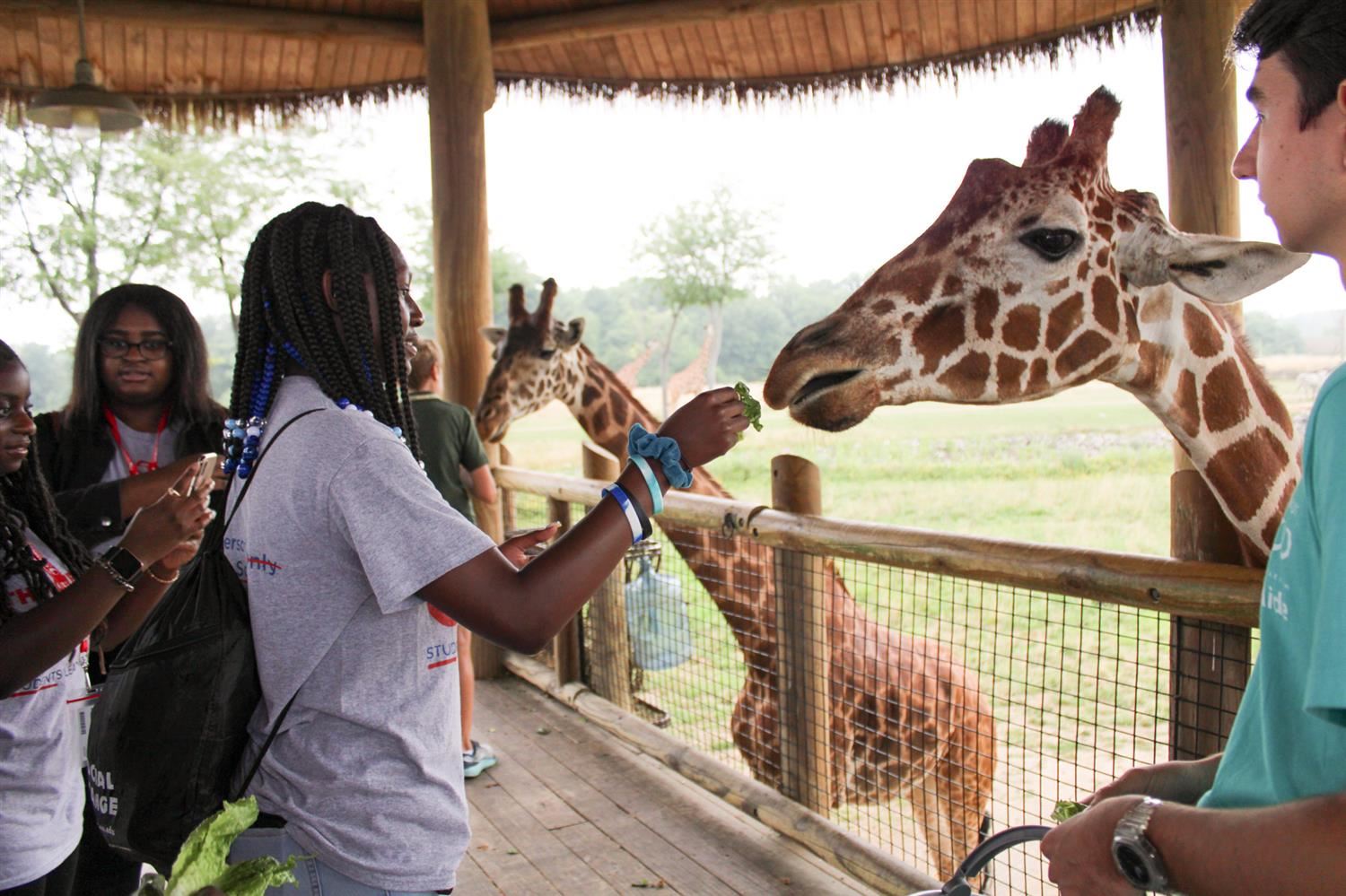 Student feeding giraffe