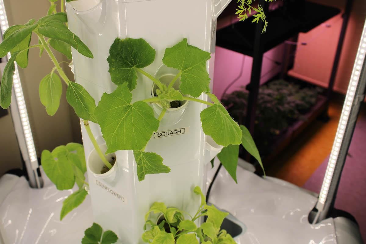 Hydroponic garden